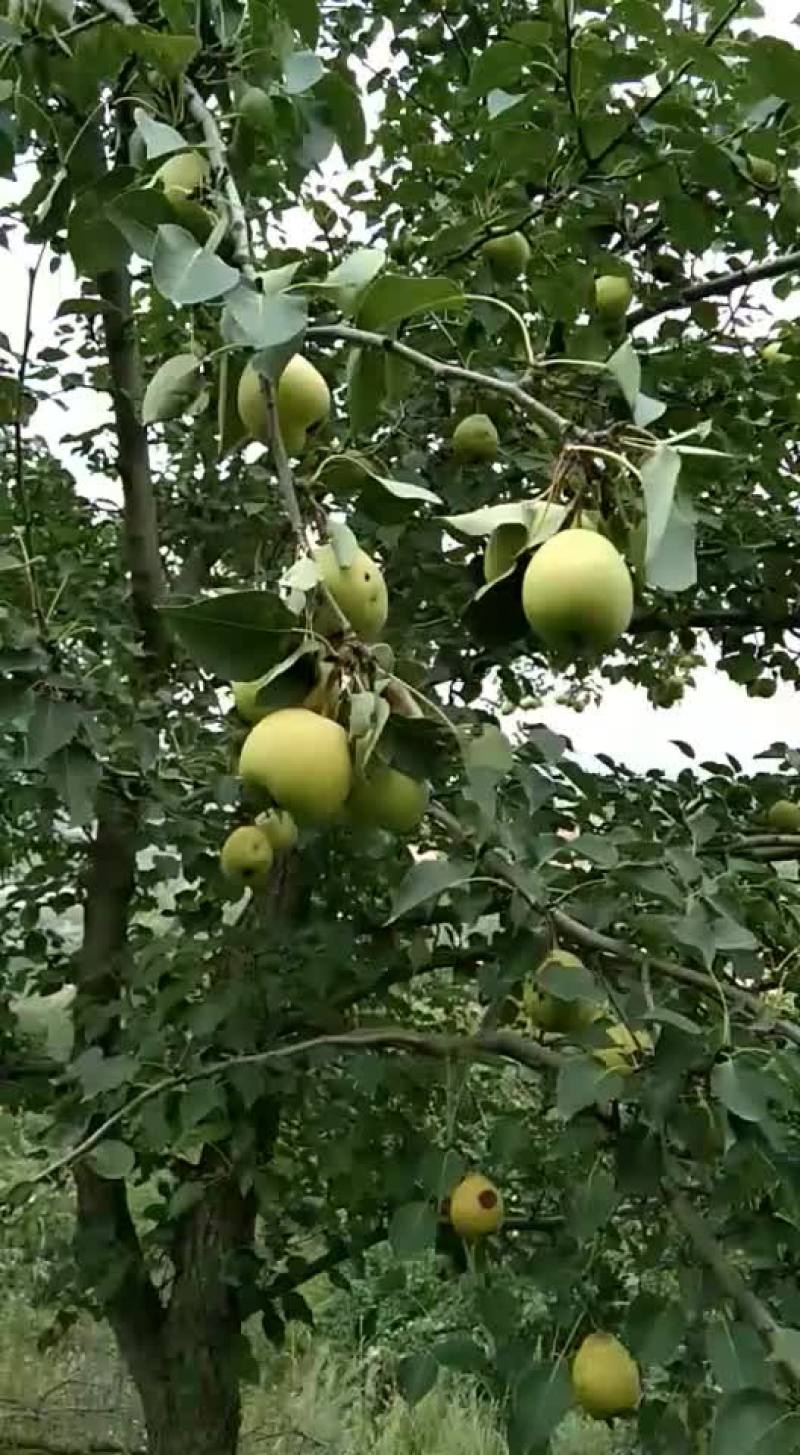 饮料啤特果