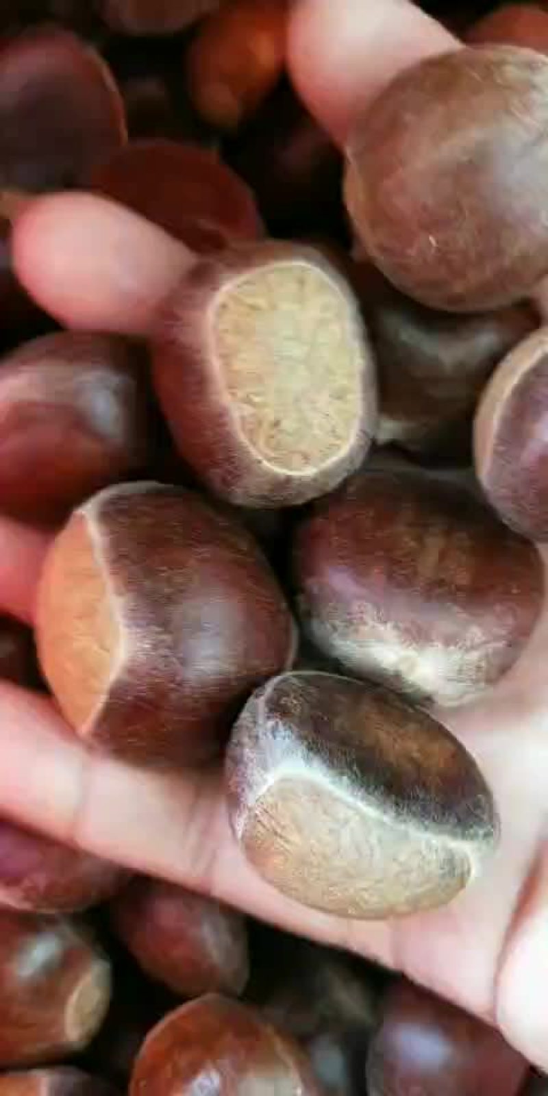 板栗