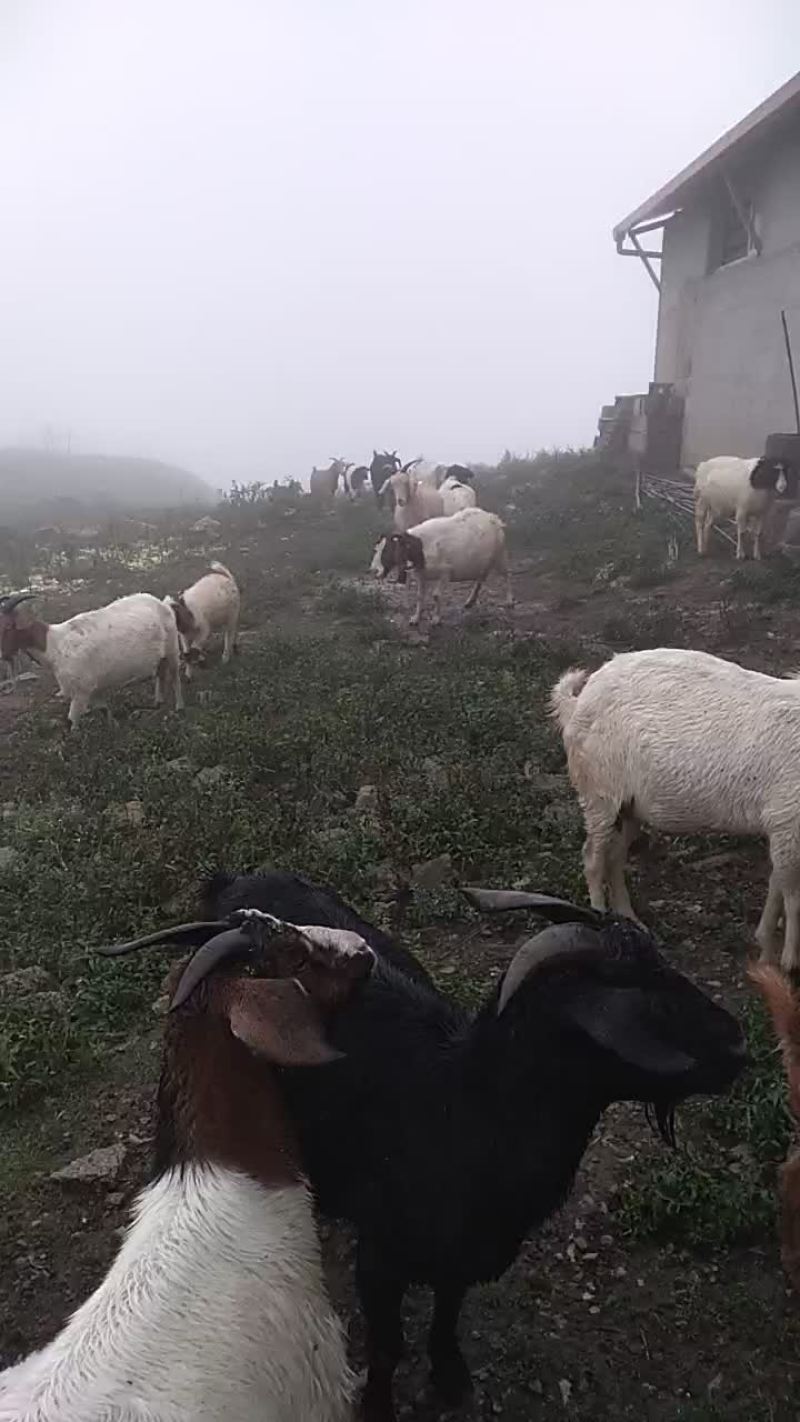 山羊