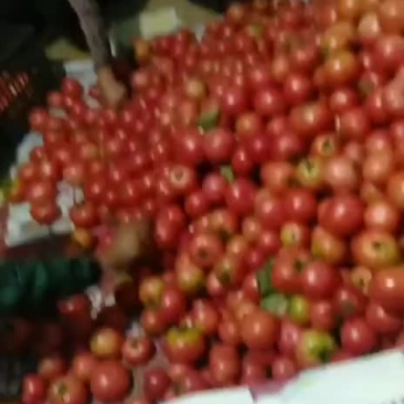 硬粉后期西红柿