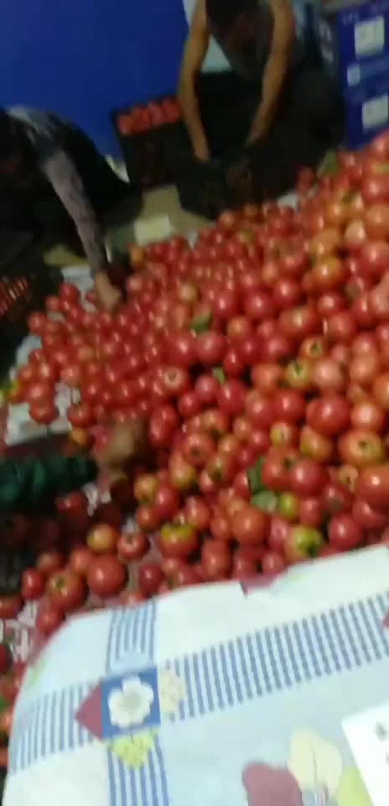硬粉后期西红柿