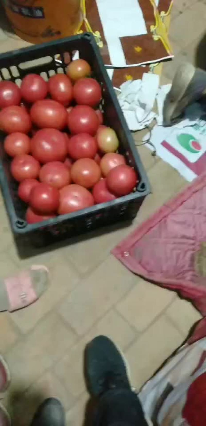 硬粉后期西红柿