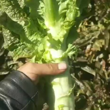 精品莴笋，有想法的来
