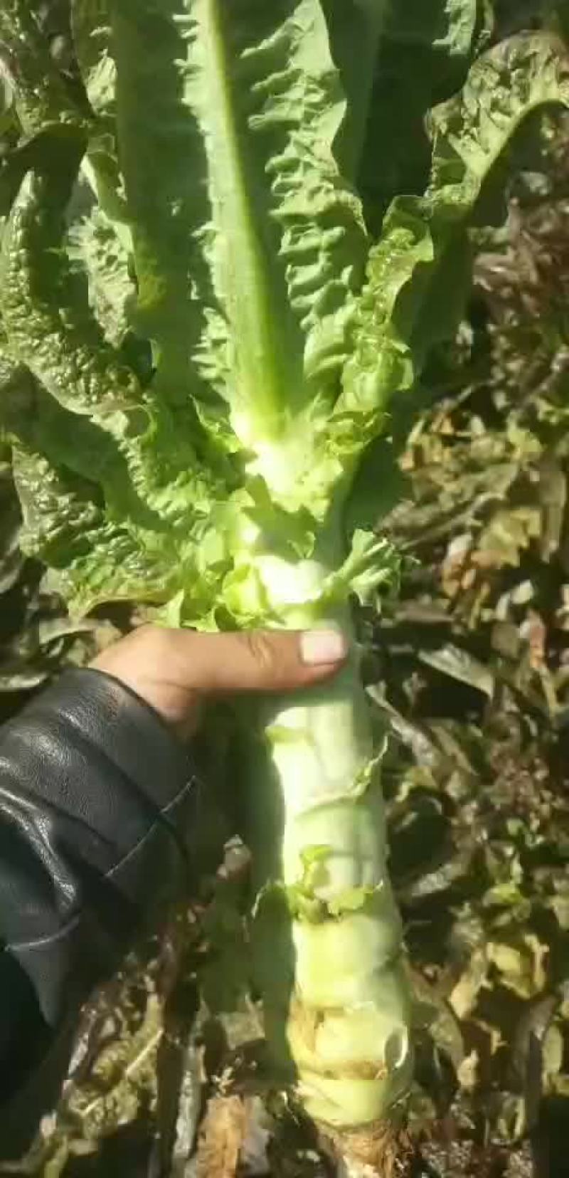 精品莴笋，有想法的来