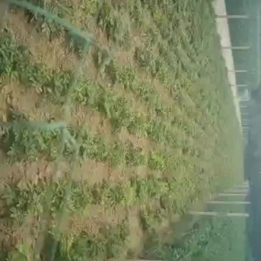 两年的精品牡丹