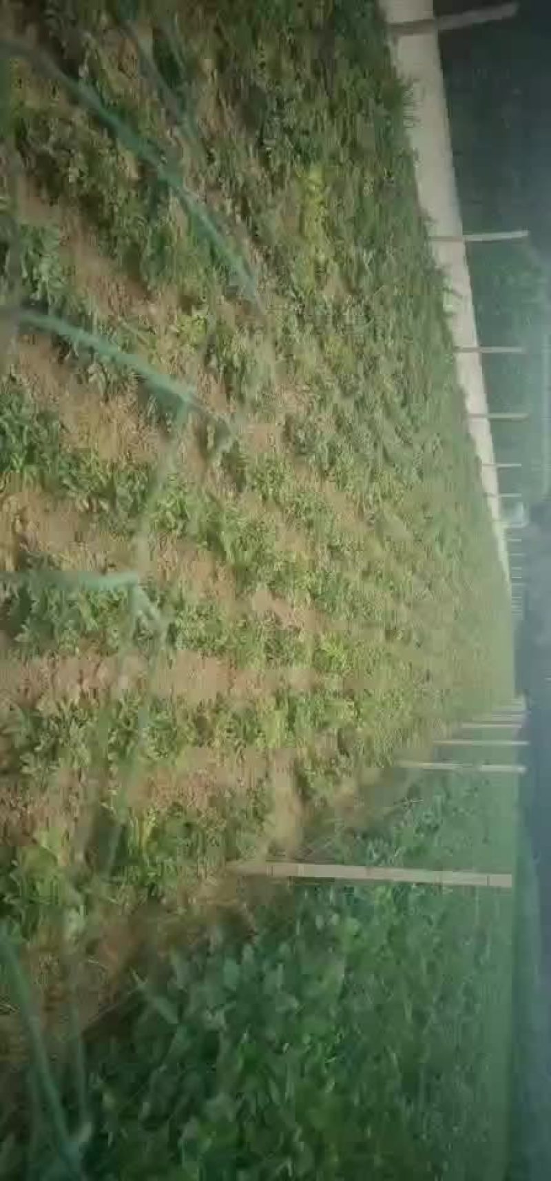 两年的精品牡丹