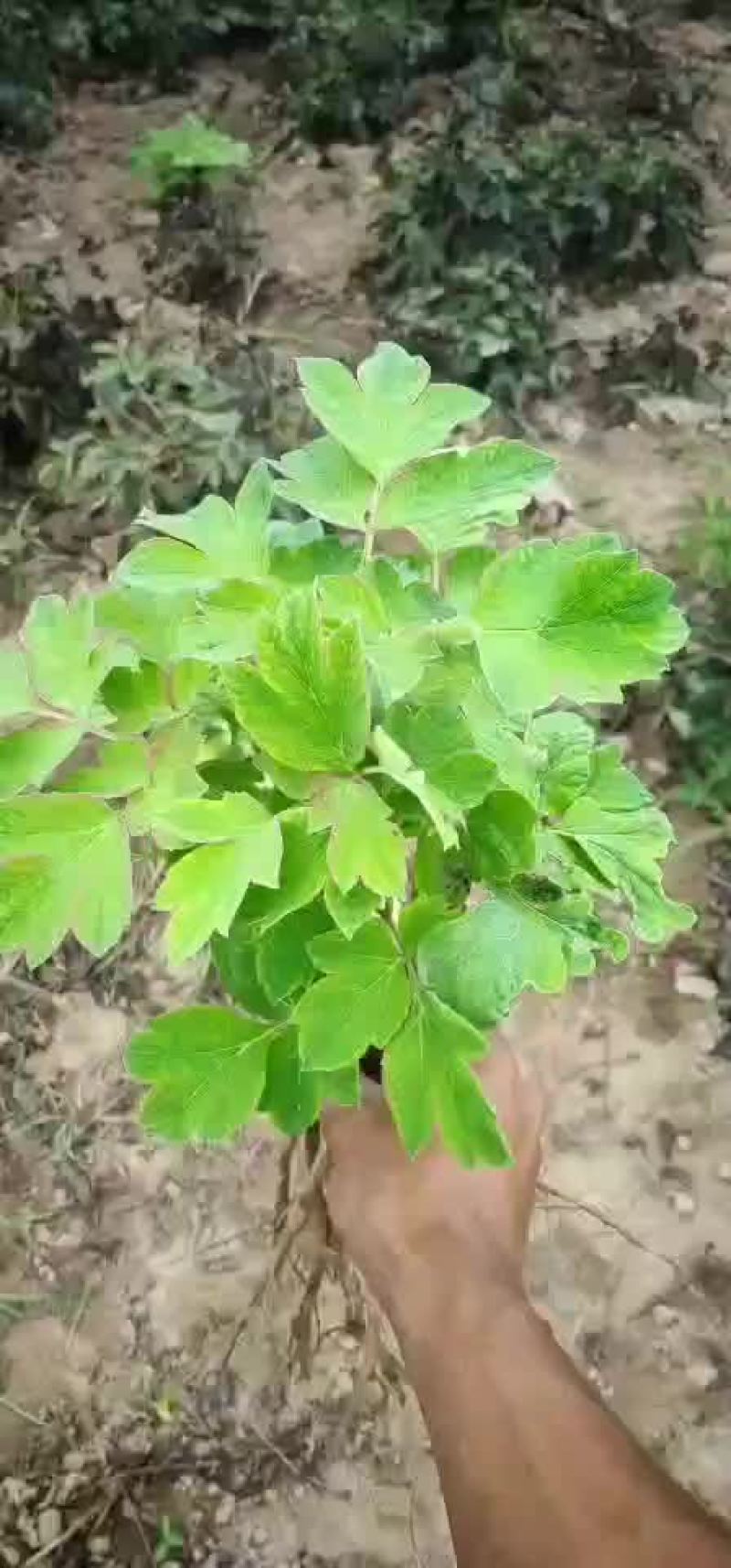 两年的精品牡丹