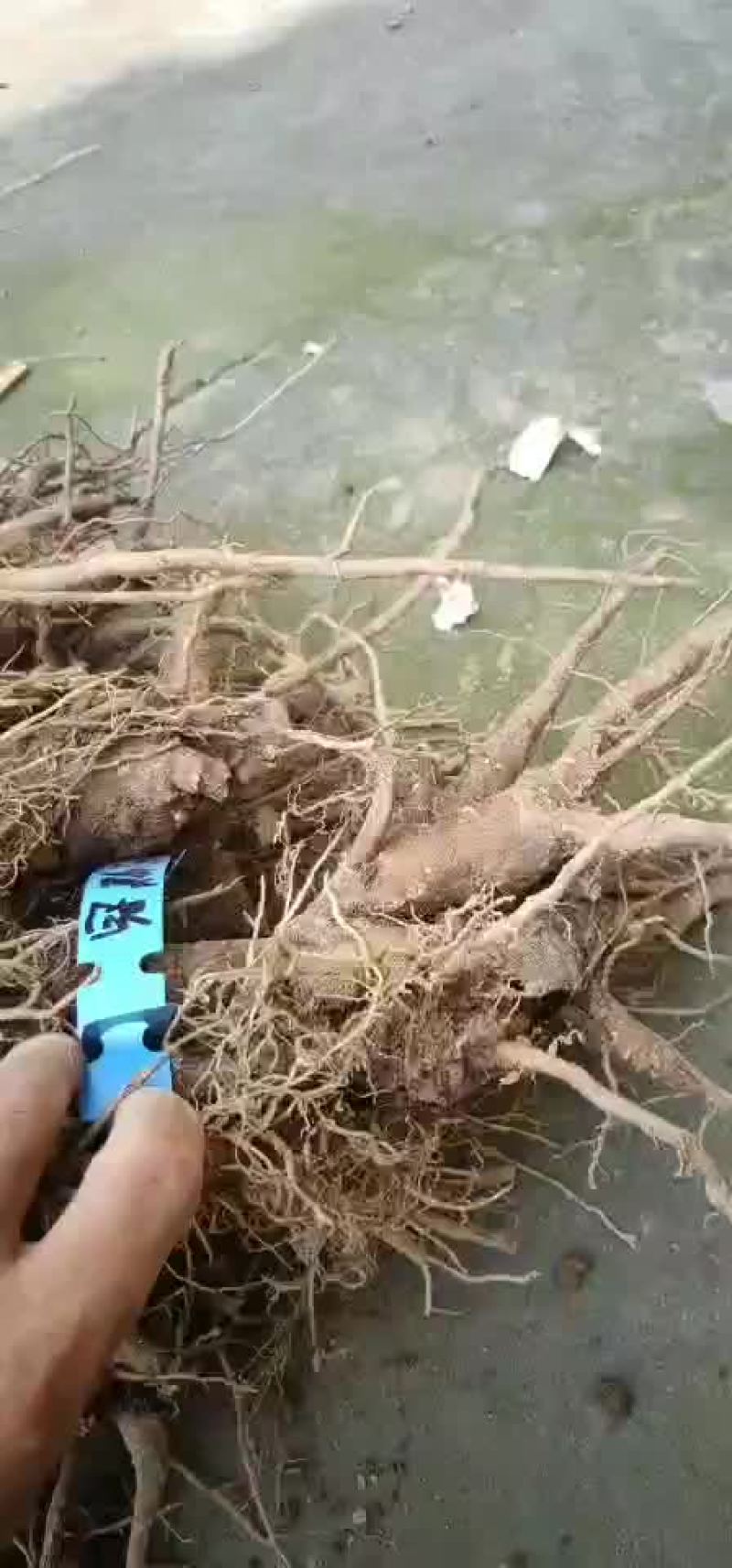 两年的精品牡丹