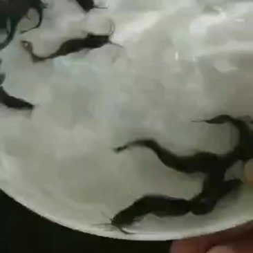 三黄塘角鱼苗各种大小
