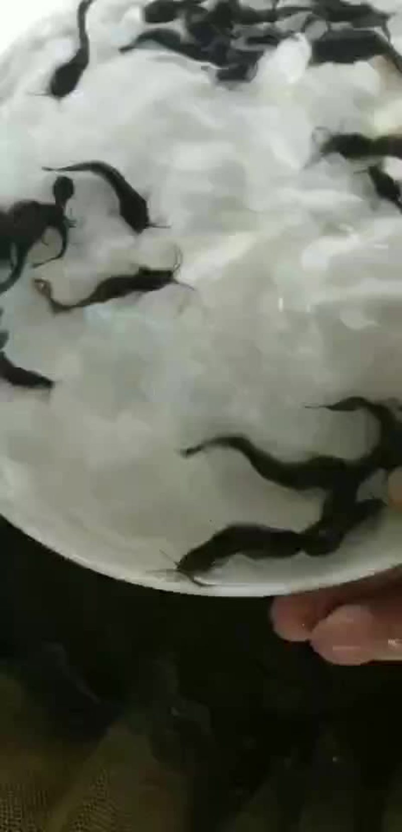 三黄塘角鱼苗各种大小