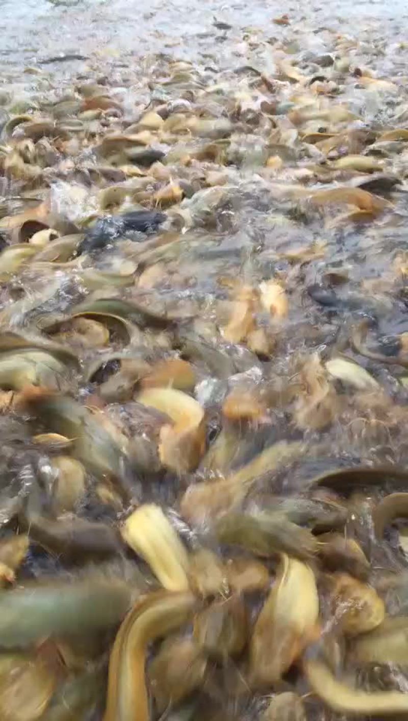三黄塘角鱼苗各种大小