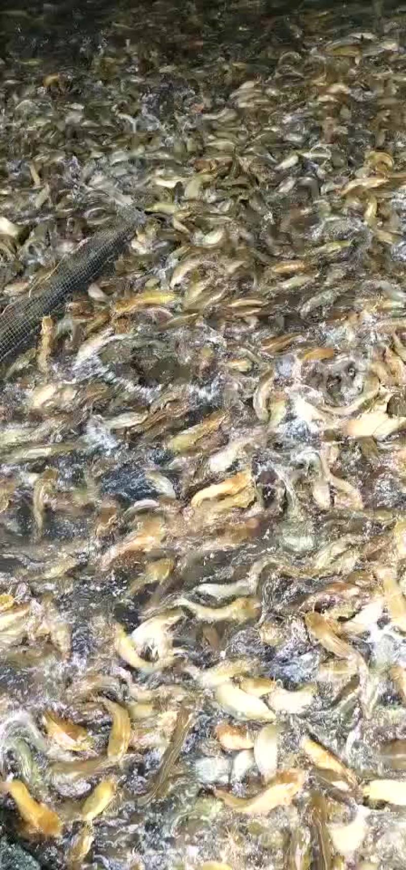 三黄塘角鱼苗各种大小