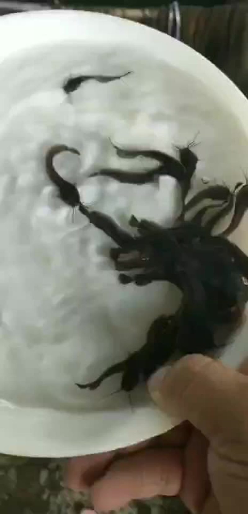 三黄塘角鱼苗各种大小