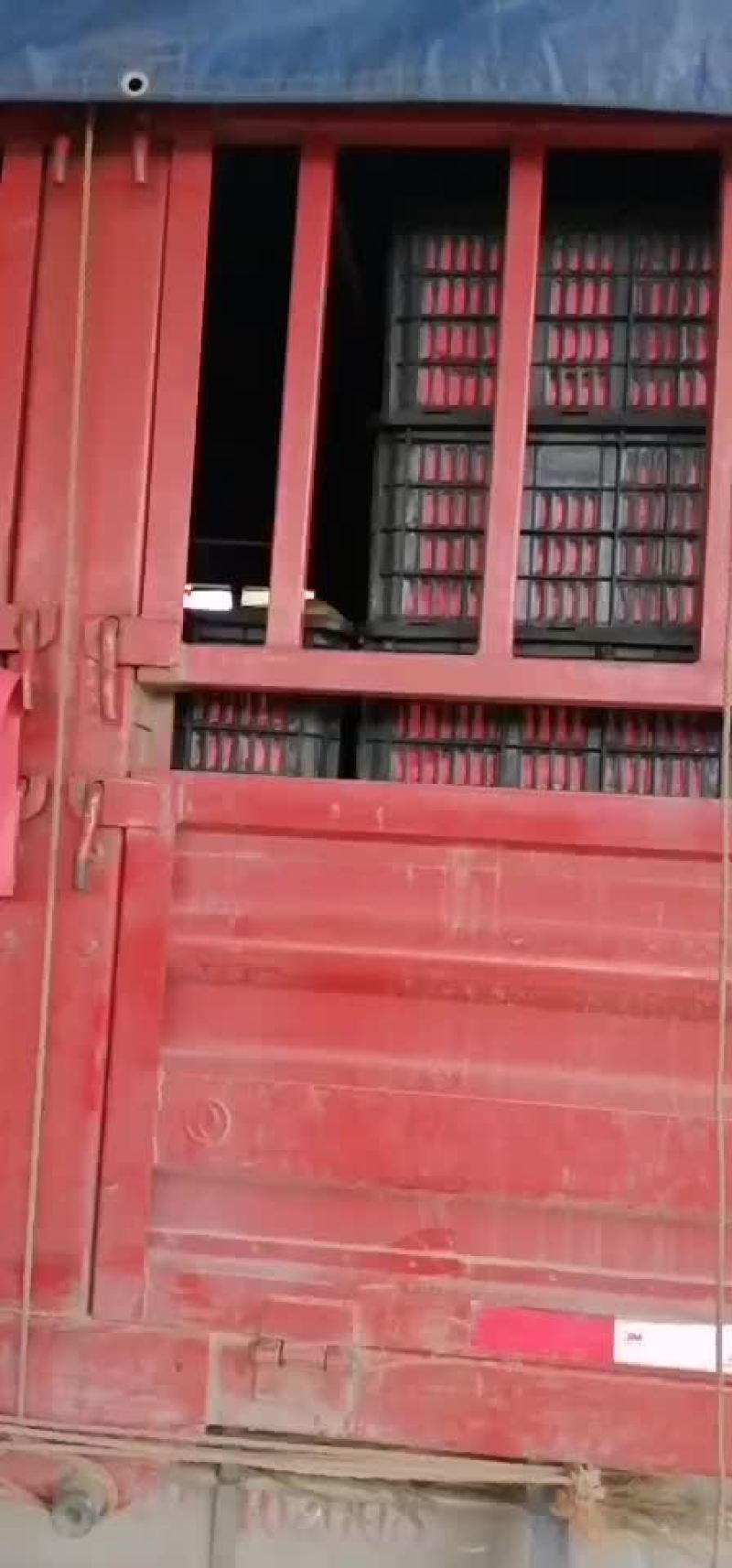 西红柿
