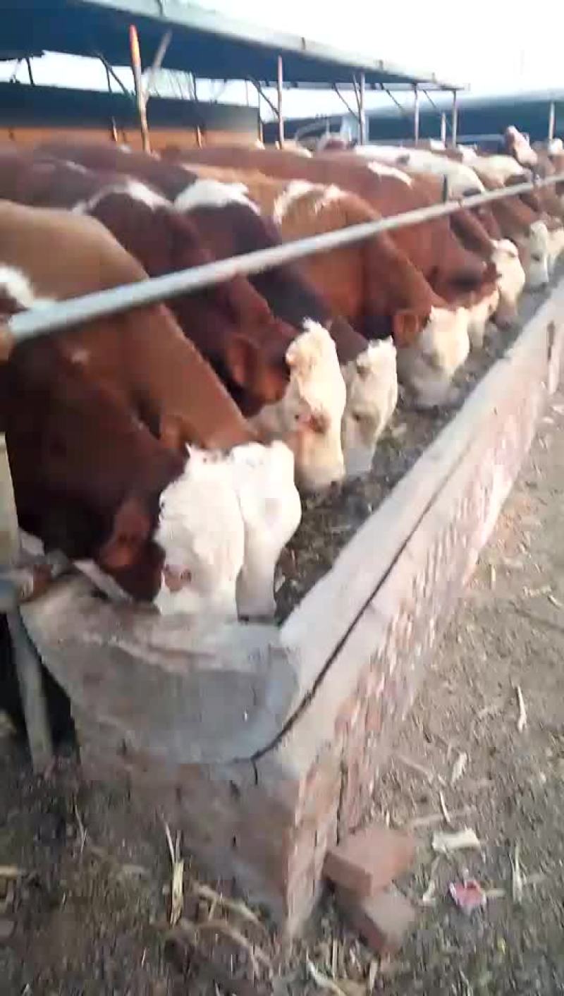 西门塔尔牛