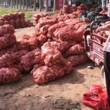 龙九