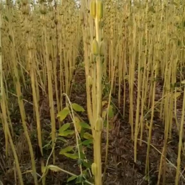 生白芝麻