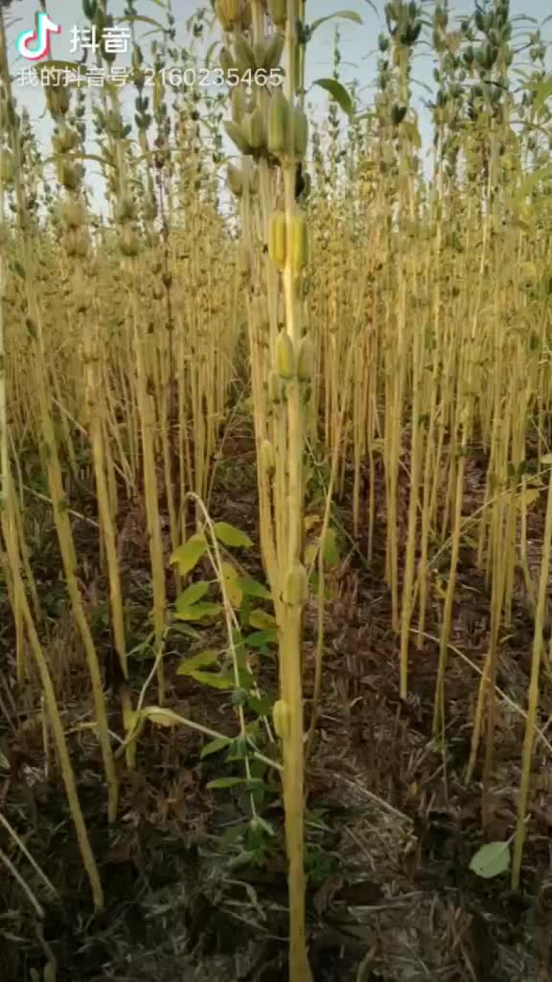 生白芝麻