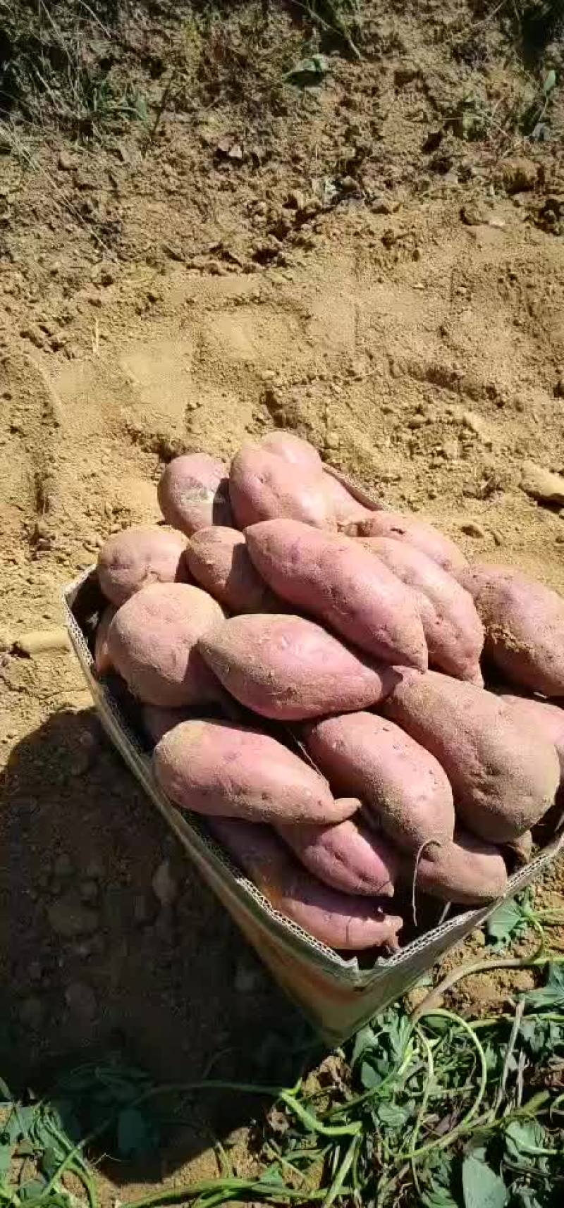 精品苏八来袭靓货精品
