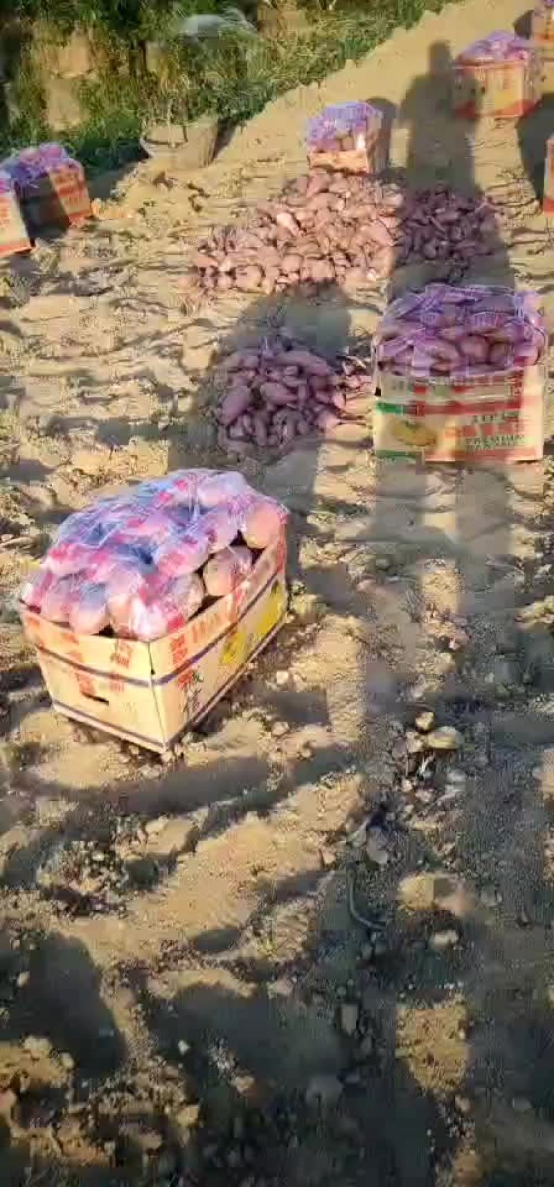 精品苏八来袭靓货精品