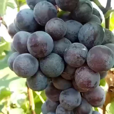 新鲜出炉的巨峰二茬葡萄