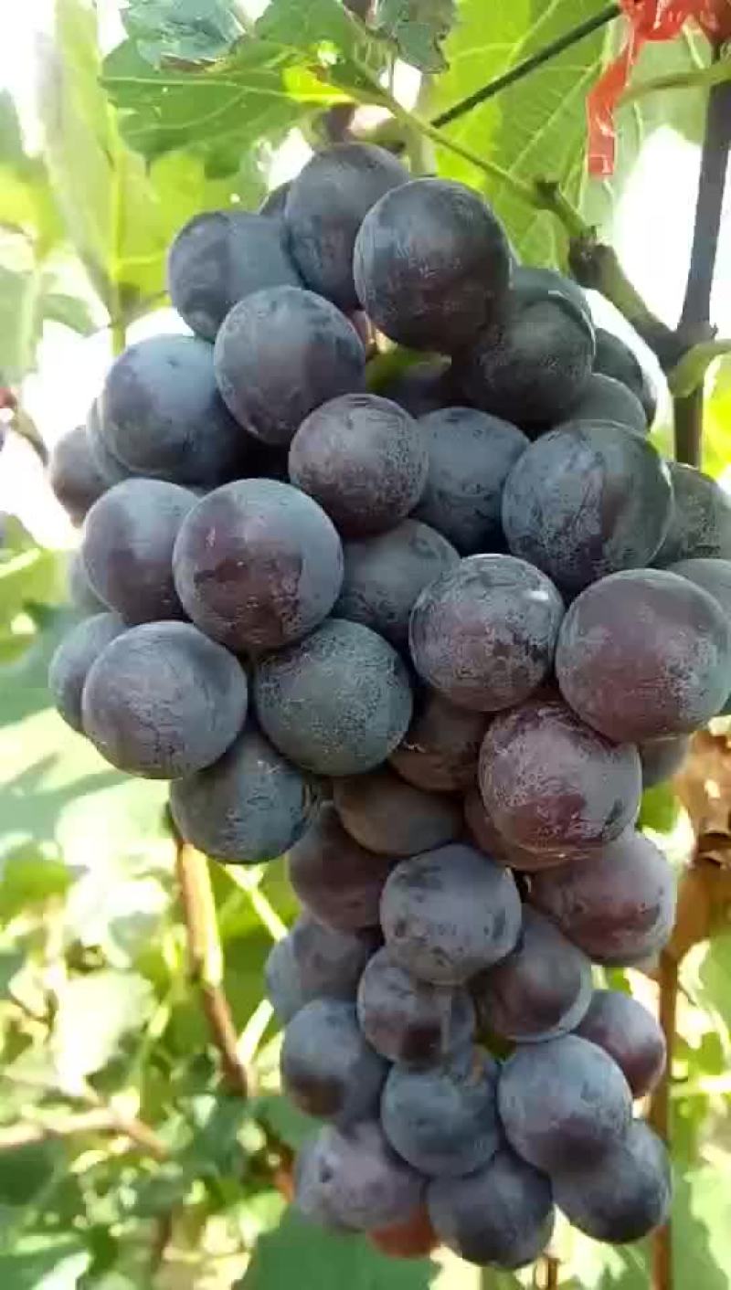 新鲜出炉的巨峰二茬葡萄