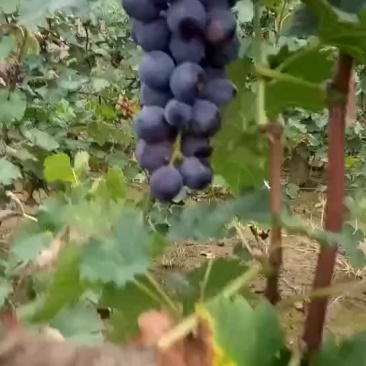 葡萄