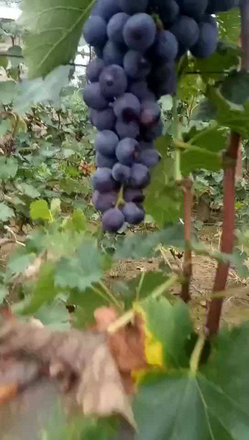 葡萄