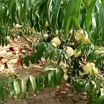 桃