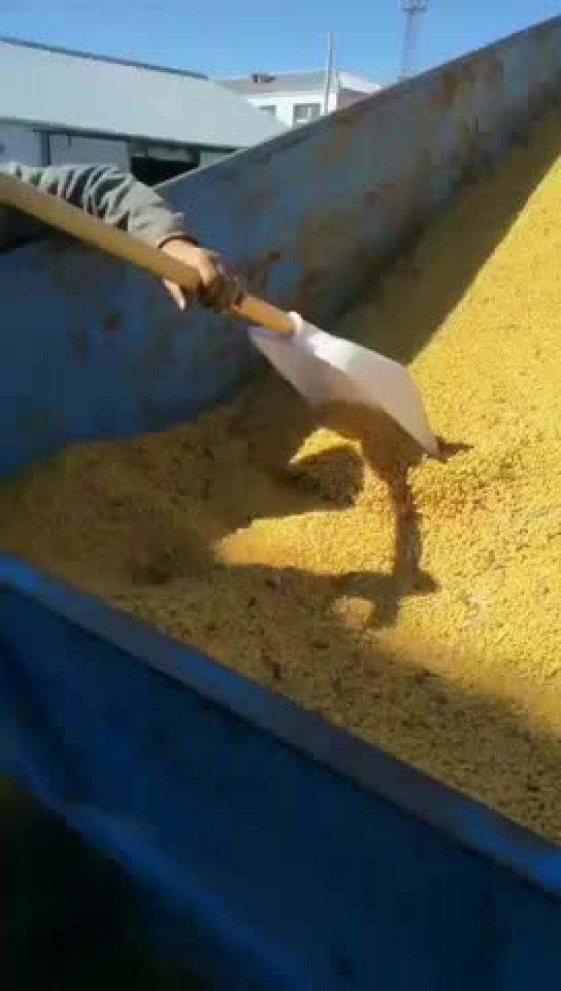 大豆