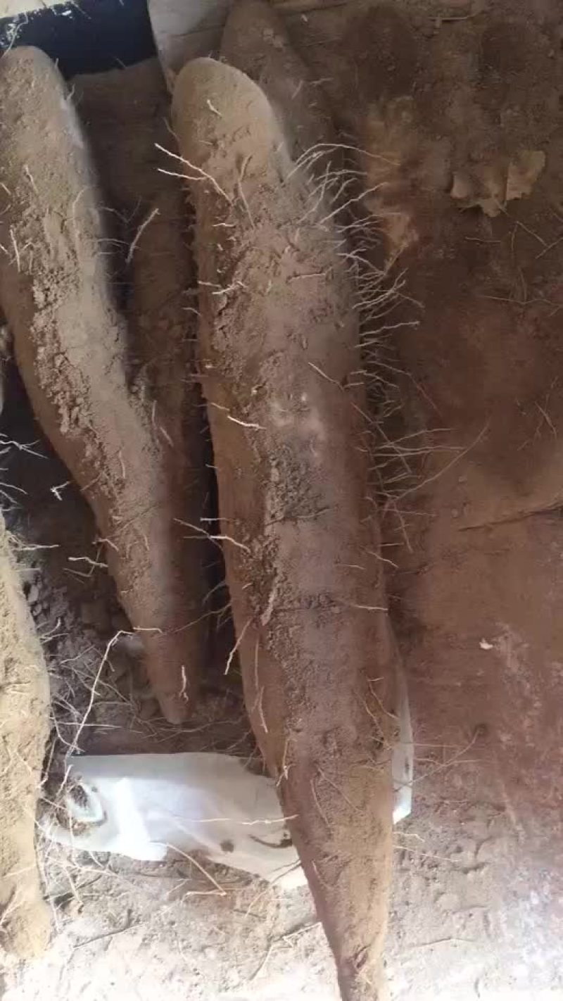 山药