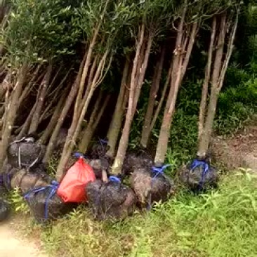 占地工程竹柏5到6公分，两米多高