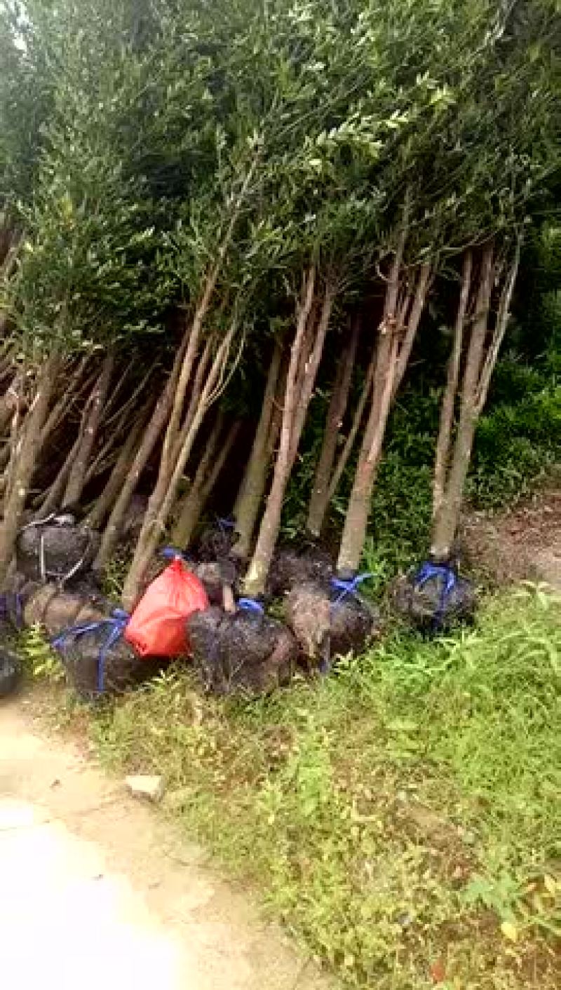 占地工程竹柏5到6公分，两米多高