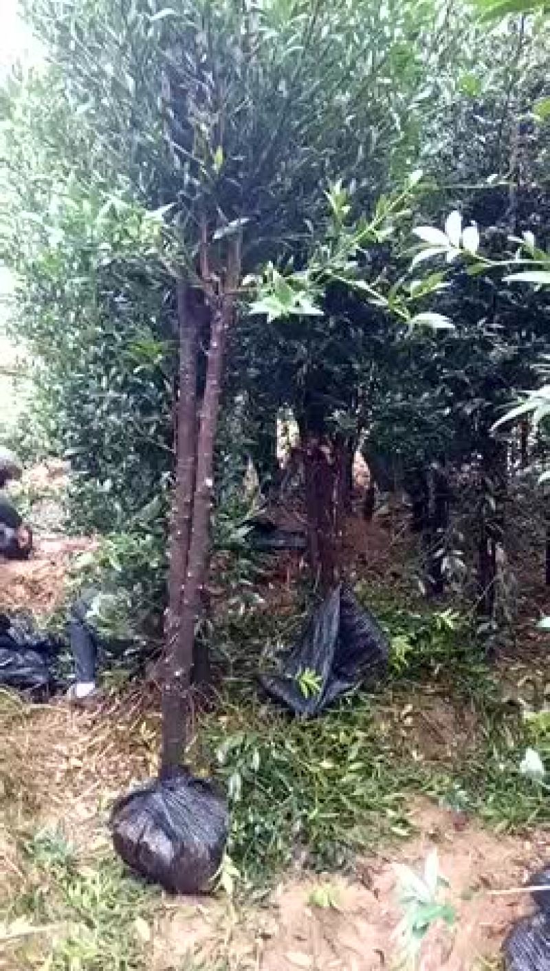 占地工程竹柏5到6公分，两米多高