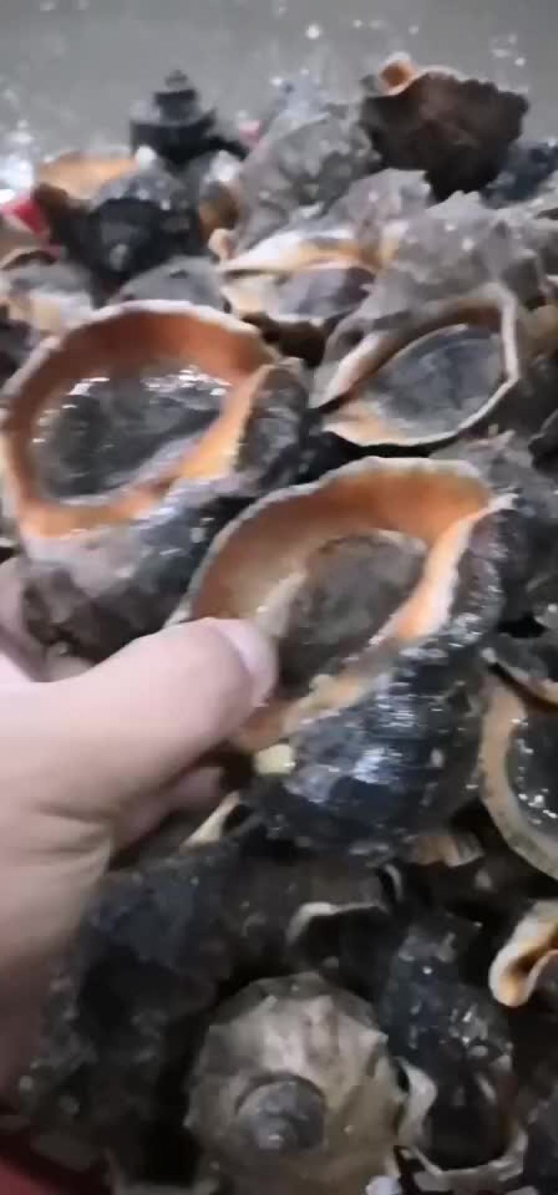 海螺