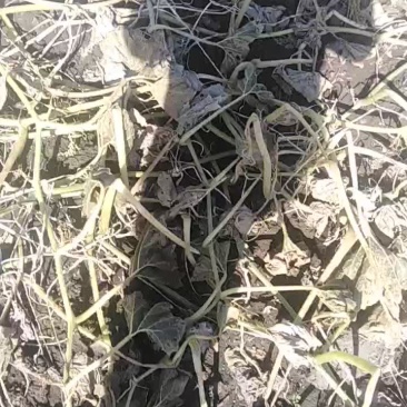谢花面南瓜油沙土种植，昼夜温差大，独特的生长环境使该瓜甜