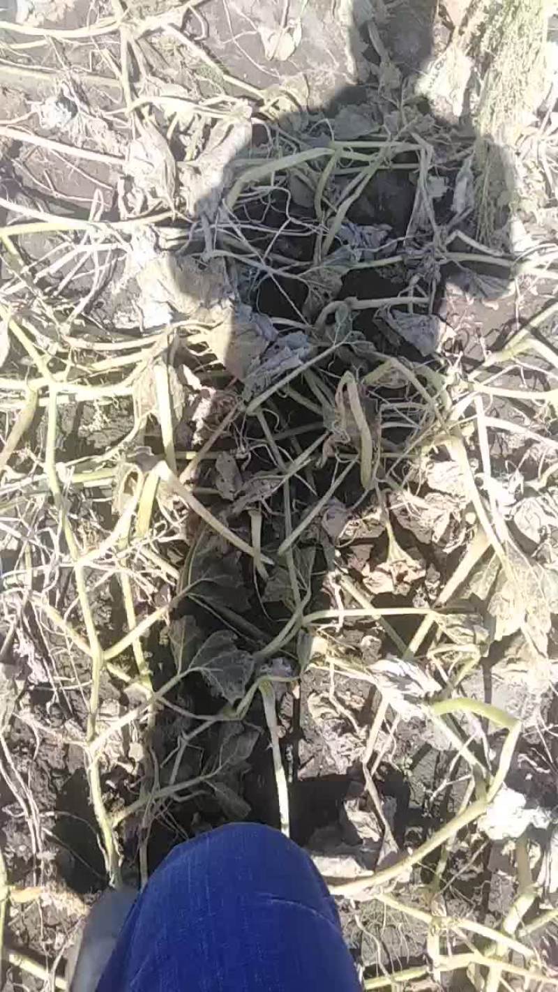 谢花面南瓜油沙土种植，昼夜温差大，独特的生长环境使该瓜甜