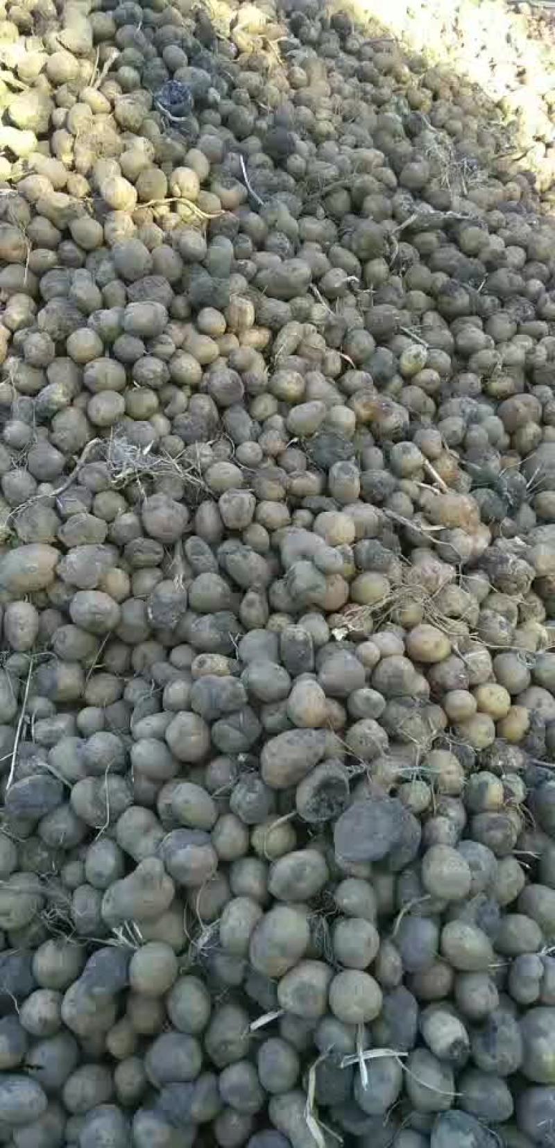 土豆淀粉