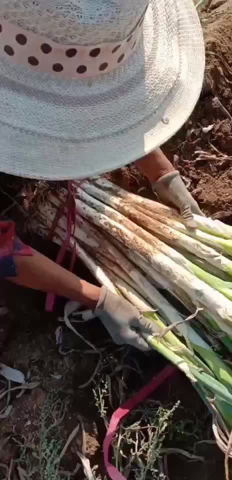 长白大葱联系人闫晓建