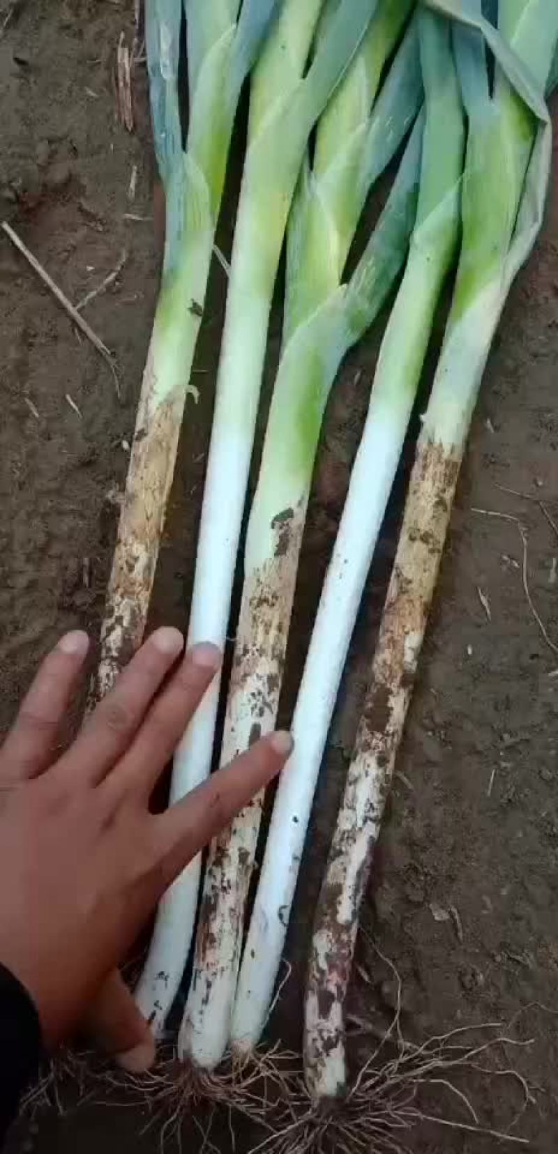 长白大葱联系人闫晓建