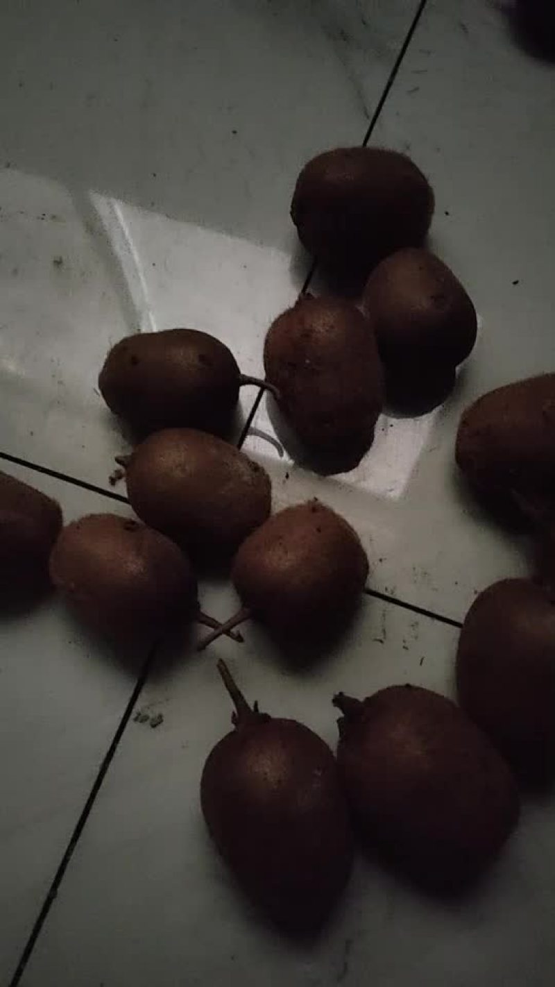 红薯。