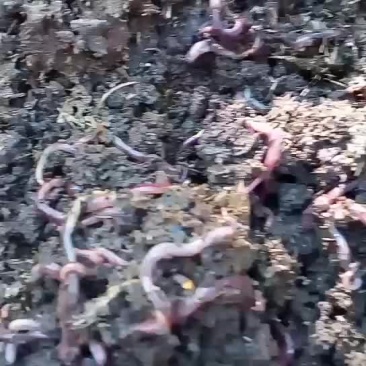 蚯蚓牛粪养殖大号蚯蚓