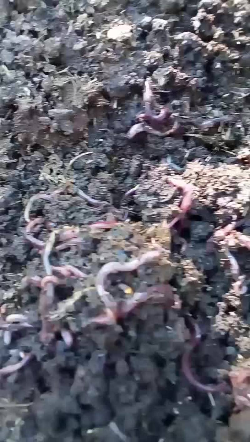 蚯蚓牛粪养殖大号蚯蚓