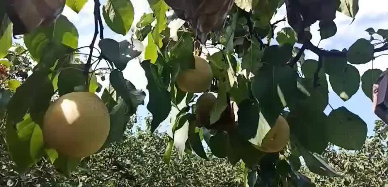 原装袋水晶梨