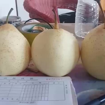 原装袋水晶梨