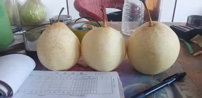 原装袋水晶梨