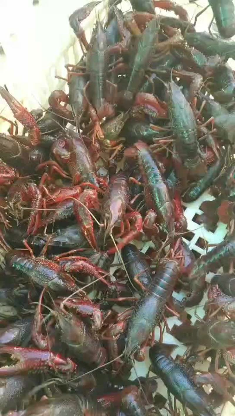 克氏原螯虾食用4~6钱活虾稻田套养