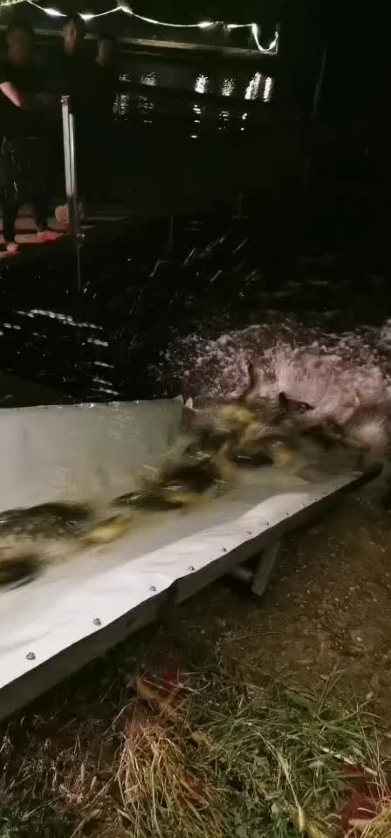 黄金鲫银鲫鱼中科三号鲫鱼