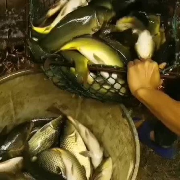 黄金鲫银鲫鱼中科三号鲫鱼