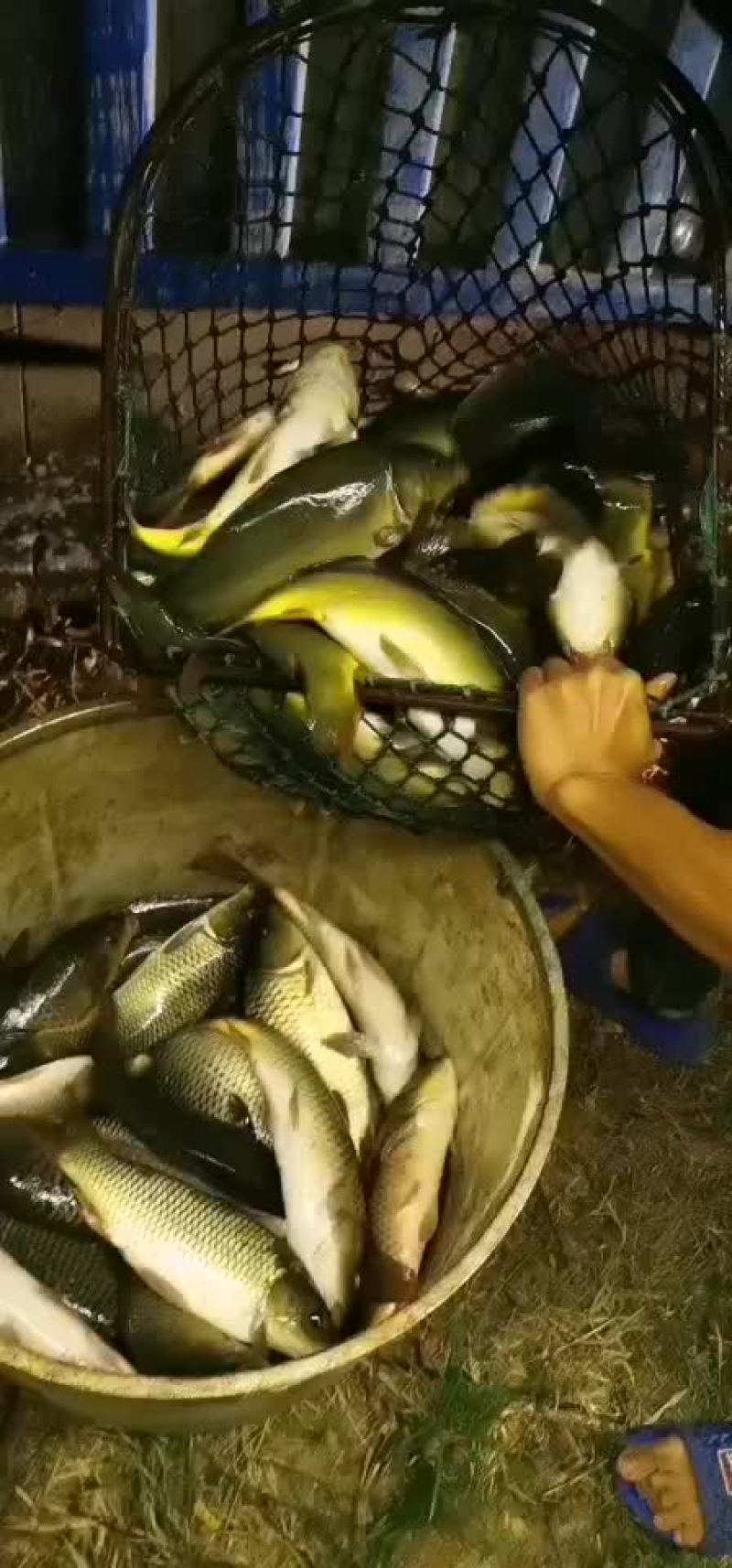 黄金鲫银鲫鱼中科三号鲫鱼